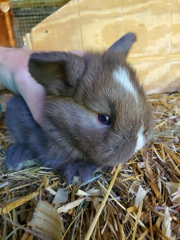 Photos of Our Rabbitry and Bunnies - Mountainside Rabbitry